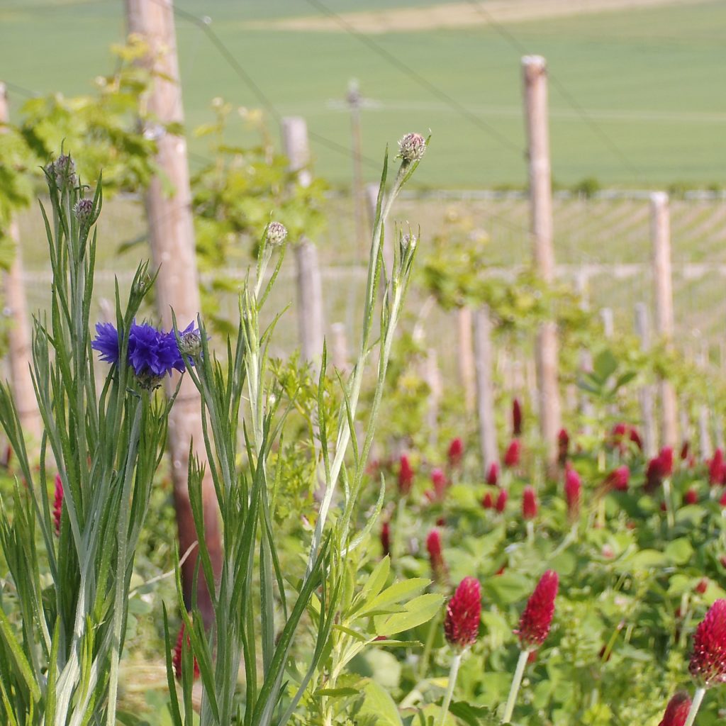 Wissen, wo Wein herkommt </br><span style="font-size:0.8em;">Wein direkt vom Winzer an der Mosel</span> 20 Umweltschutz und Biodiversität haben wir im Moselweingut Schedler als besonderes Augenmerk.