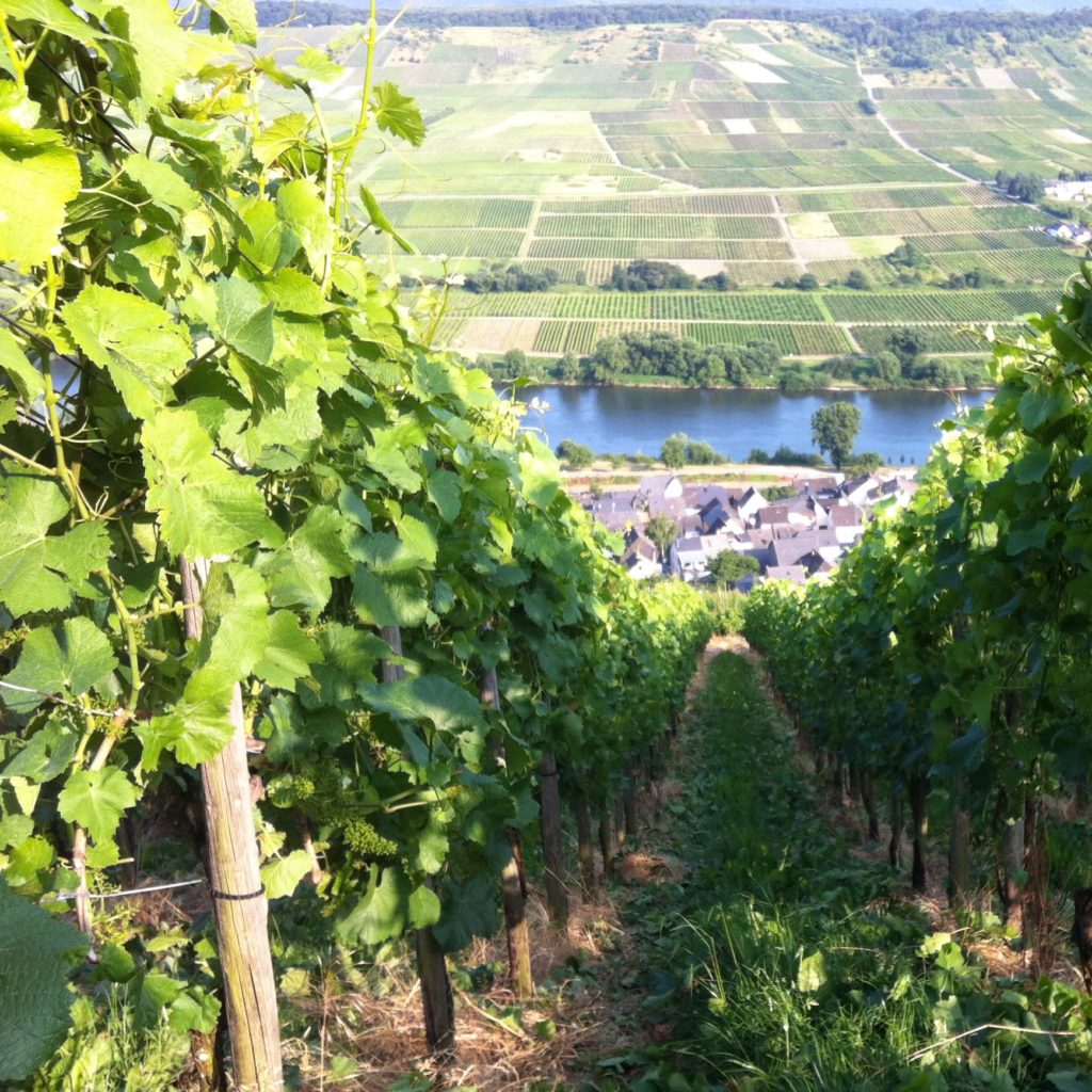 Wissen, wo Wein herkommt </br><span style="font-size:0.8em;">Wein direkt vom Winzer an der Mosel</span> 22 Steillagenweinbau zum Erhalt einer Kulturlandschaft