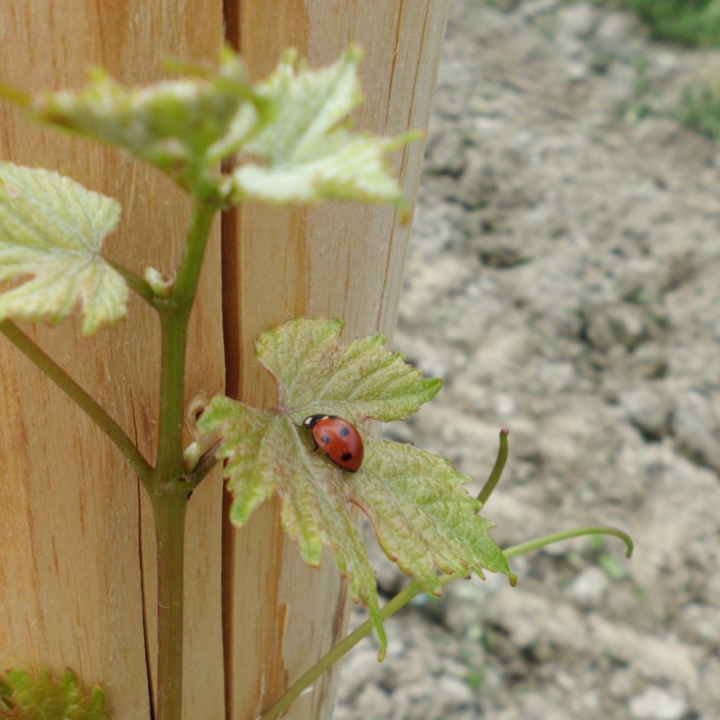 Wissen, wo Wein herkommt </br><span style="font-size:0.8em;">Wein direkt vom Winzer an der Mosel</span> 21 Insekten helfen uns bei den Weinbergsarbeiten