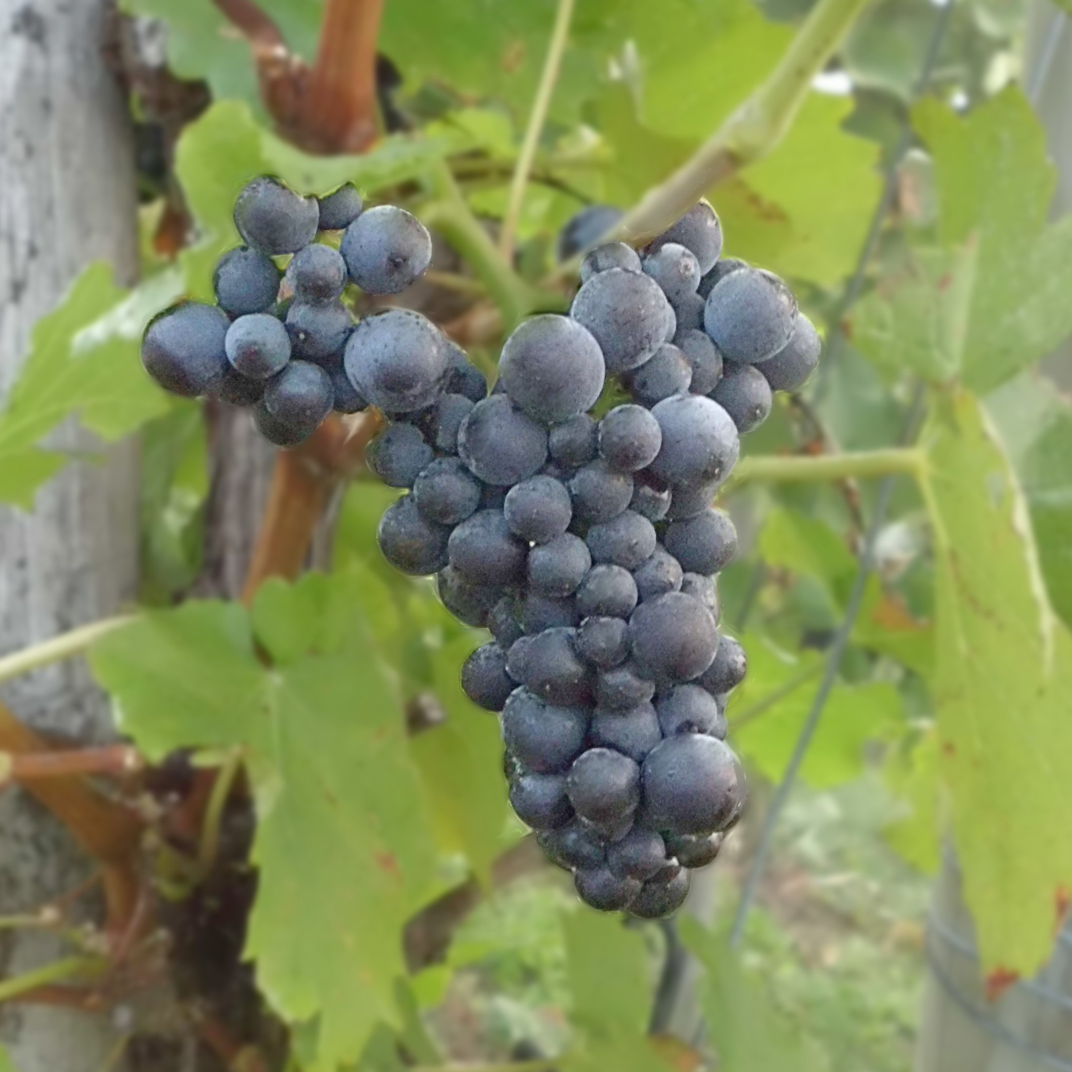 Blanc de Noir, Rosé oder Rotwein - aus Spätburgunder kann man alles machen!