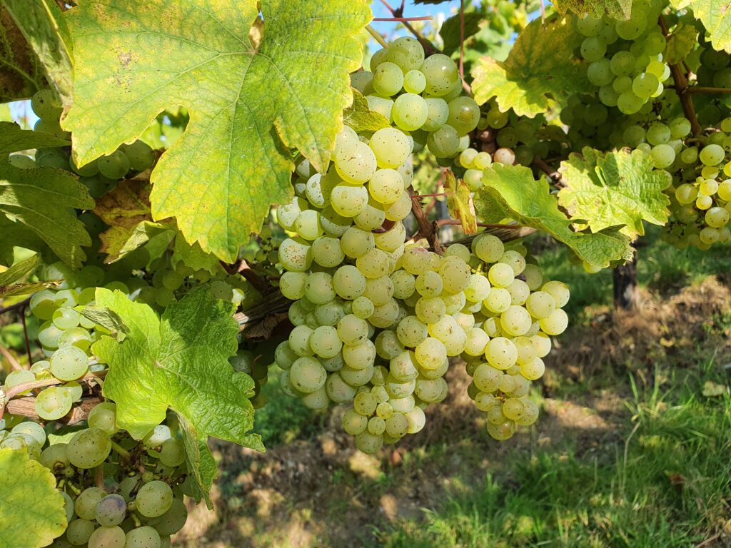Traubenlese 2021 3 Riesling Trauben in der Traubenlese 2021