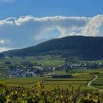 Herbstweine von der Mosel - köstliche Weinpakete passend zu Wild, Pilzen, Kürbis und der gesamten Herbstküche