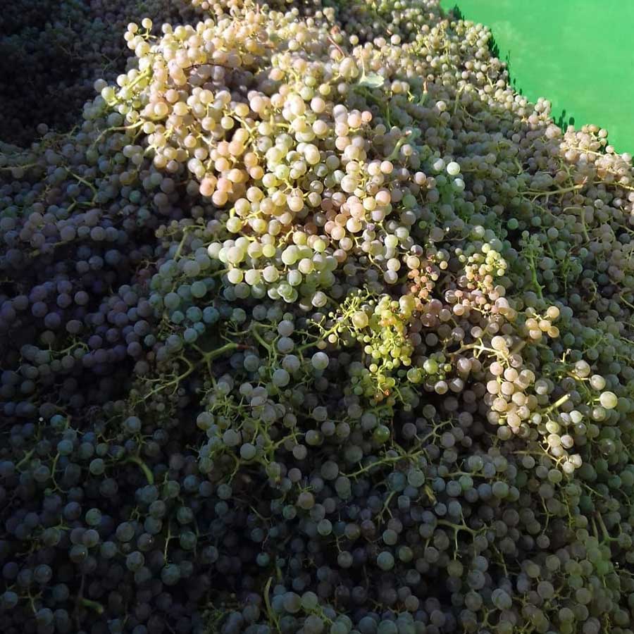 Cabernet Blanc - eine neue Rebsorte an der Mosel