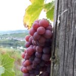 Gewuerztraminer